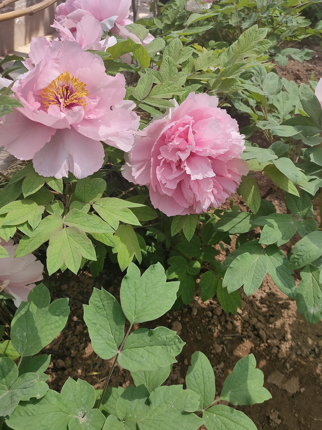 花开富贵 国色天香