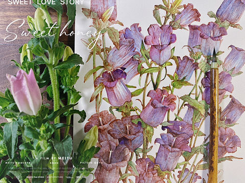 蘸水笔针管笔｜风铃花