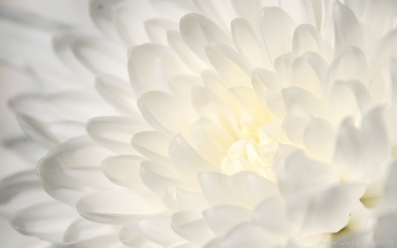 White Chrysanthemum（图ZNDU0NTEwMA==） - 产品摄影 - 站酷设计师retsam原创素材 - 站酷ZCOOL