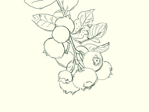 蓝莓步骤图（个人主页-ZNjkwNDYyNjg=） - 商业插画 - 站酷设计师一大个芒果盒子原创素材 - 站酷ZCOOL