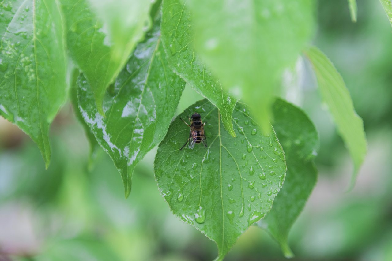 小昆虫（图ZMTQ1OTY0NTYw） - 宠物摄影 - 站酷设计师安娜不能死原创素材 - 站酷ZCOOL