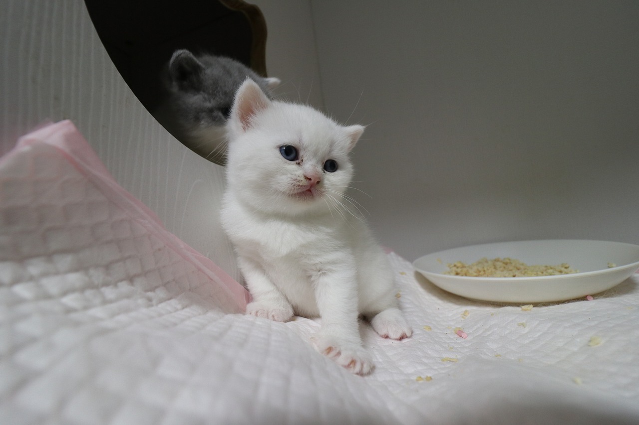 猫 161-英短-纯白-母-五粉-头无灰色毛-23-405g（图ZMjA4NjA2NzY0） - 宠物摄影 - 站酷设计师沐米猫舍原创素材 - 站酷ZCOOL