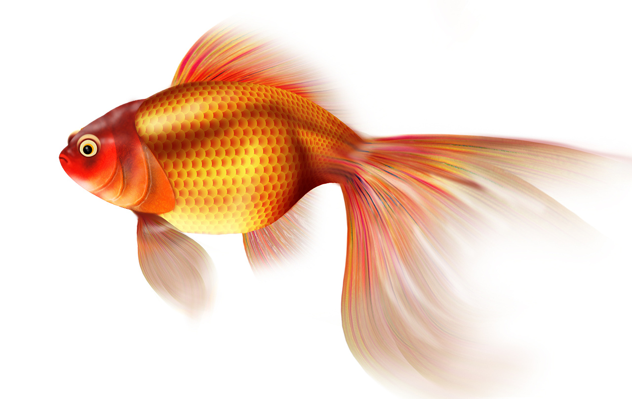 第十九天 ps鼠绘金鱼