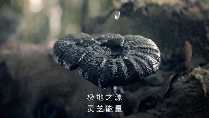 电商摄影 | 简极·灵芝 ✖ baimabrand