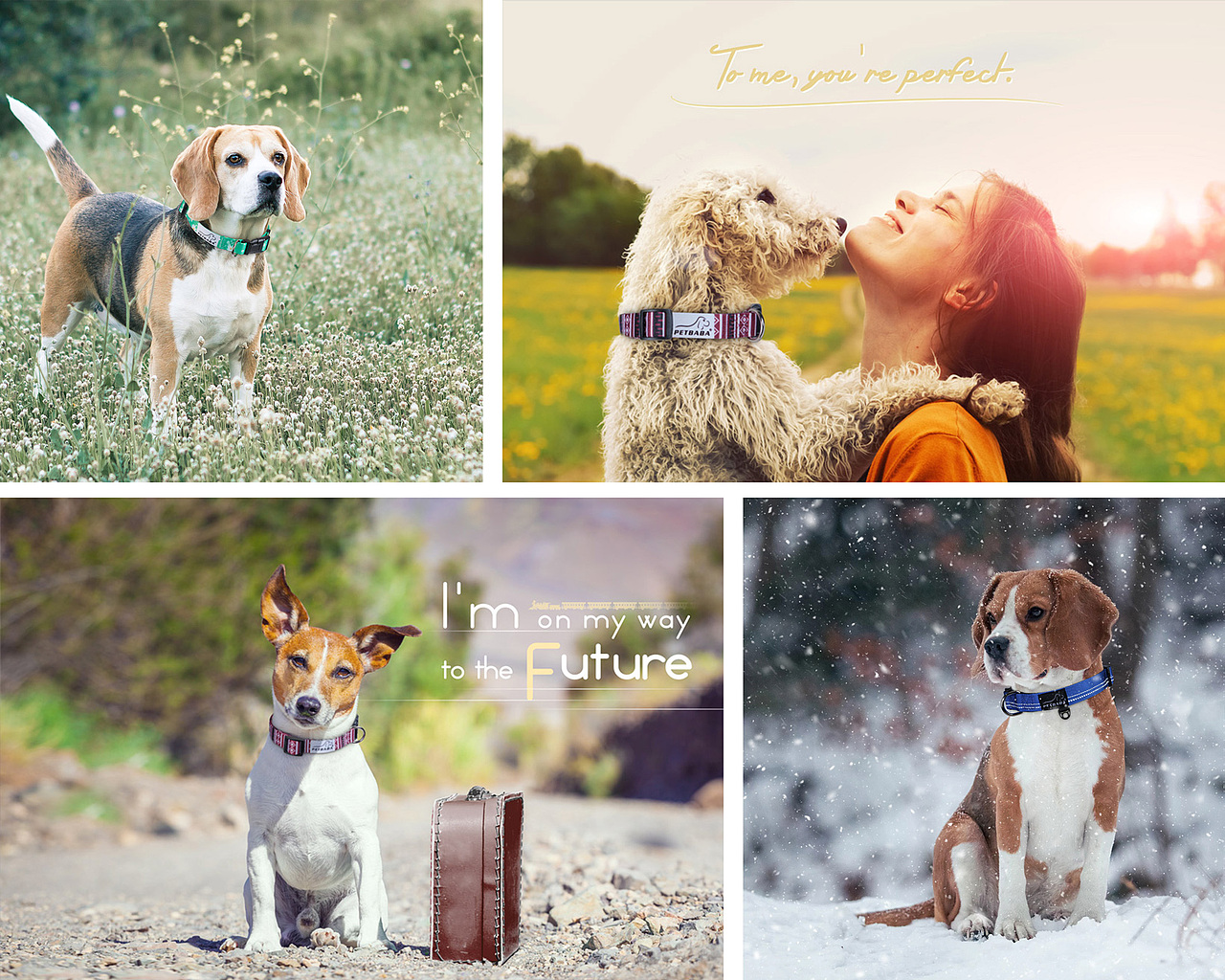 宠物产品场景图合集