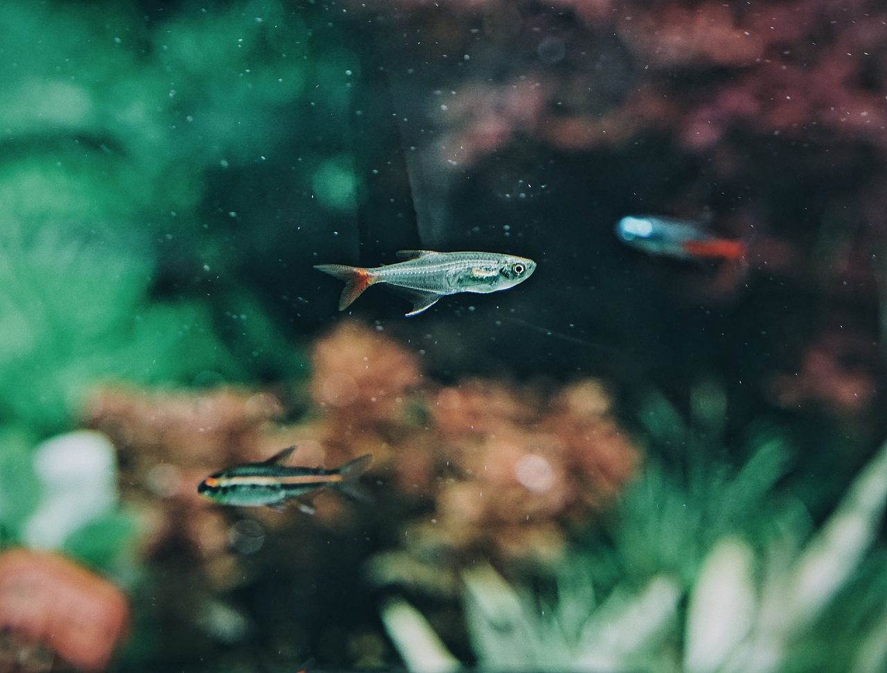 我不是你观赏的鱼（图ZNzY4MjY3NjA=） - 宠物摄影 - 站酷设计师崖鱼原创素材 - 站酷ZCOOL