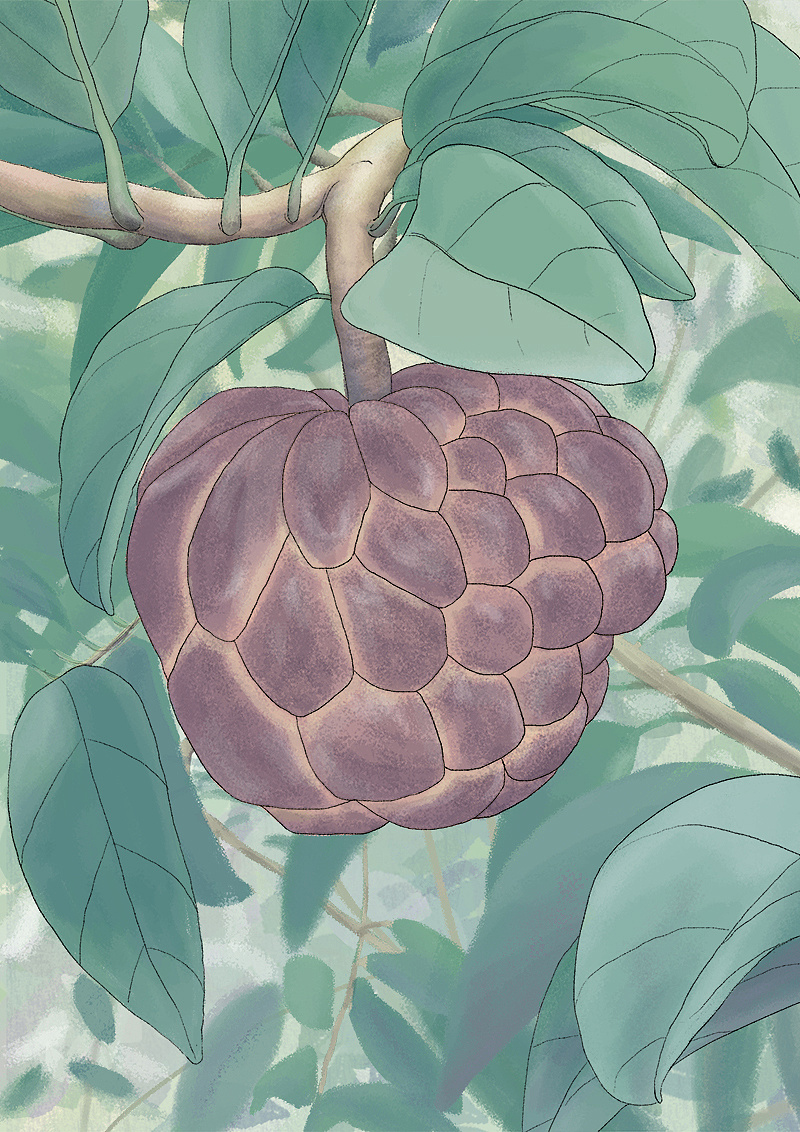 水果系列-番荔枝|插画|创作习作|阿阿云 - 原创作品 - 站酷 (zcool)