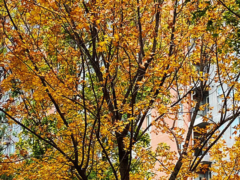 刘勇良手机纪实摄影：金秋时节的北京