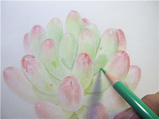 纸上彩铅--《多肉·乙女心》过程随录（图ZMTU0MDMzNjg=） - 绘画 - 站酷设计师超超的青葱原创素材 - 站酷ZCOOL