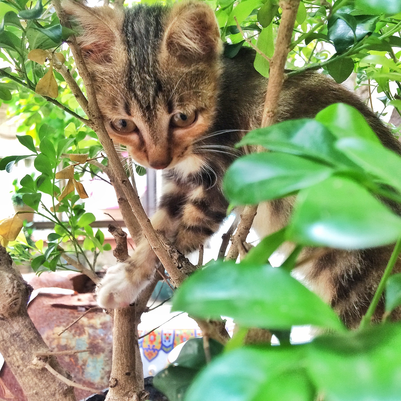 躲猫猫（图ZMTE3NDY2ODU2） - 宠物摄影 - 站酷设计师ErinC120原创素材 - 站酷ZCOOL