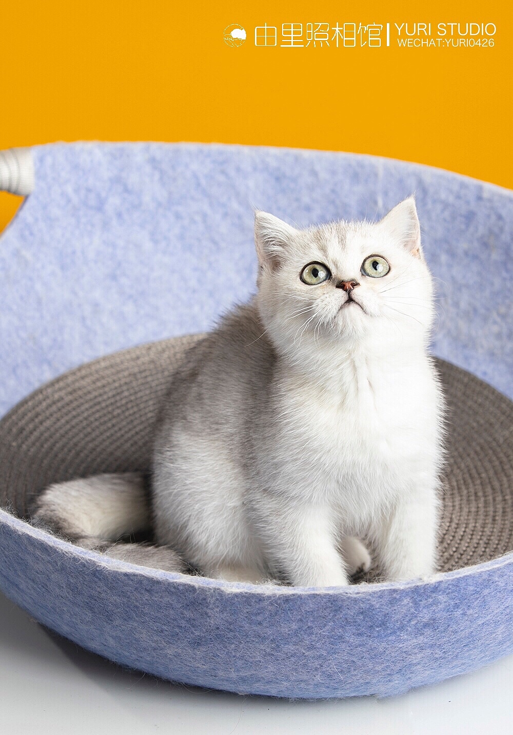 商拍 | ET超宠俱乐部 猫咪系列（图ZMTg5MDcwNTAw） - 宠物摄影 - 站酷设计师由里映像原创素材 - 站酷ZCOOL