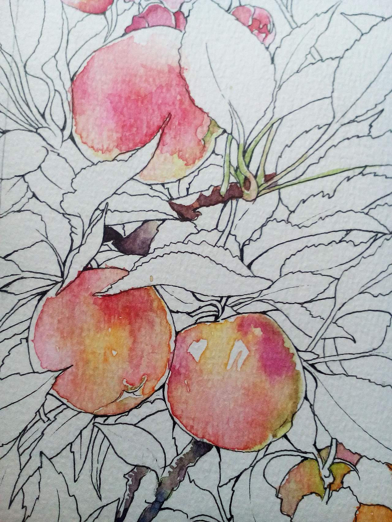 水彩系列练习苹果树