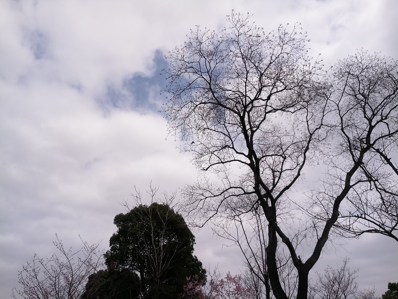 春之密影（图ZMTA4MjU4MjQ4） - 产品摄影 - 站酷设计师珍丫头原创素材 - 站酷ZCOOL