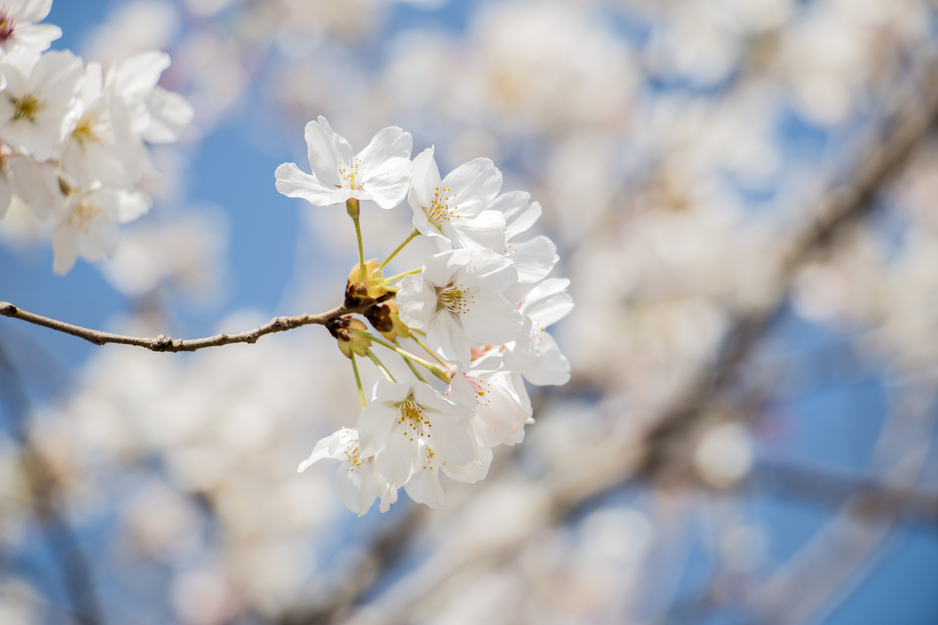 玉渊潭樱花节|摄影|风光摄影|菜八斗 - 原创作品 - 站酷 (zcool)