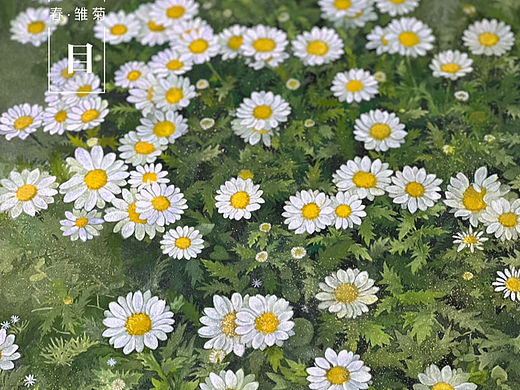 《春·雏菊》
