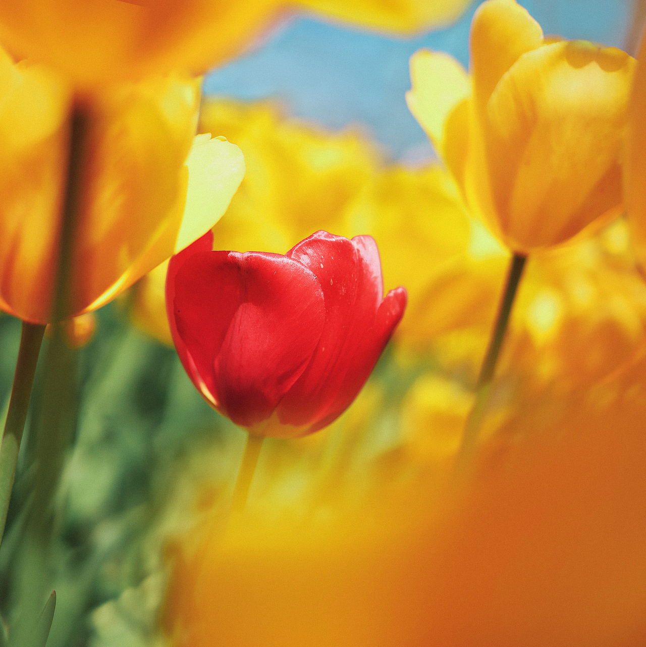 春日顶流-郁金香