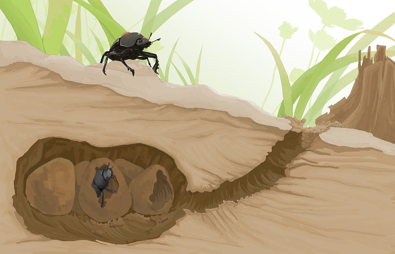 《法布尔昆虫记-阳光下的圣甲虫》|插画|绘本|sylink_原创作品-站酷