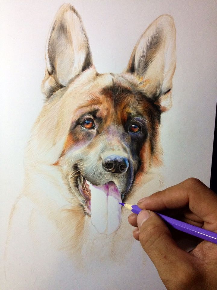GERMANSHEPHERD DOG HEAD SHOT（图ZMjM3NjgwNDQ=） - 绘画 - 站酷设计师狼王加冕原创素材 - 站酷ZCOOL