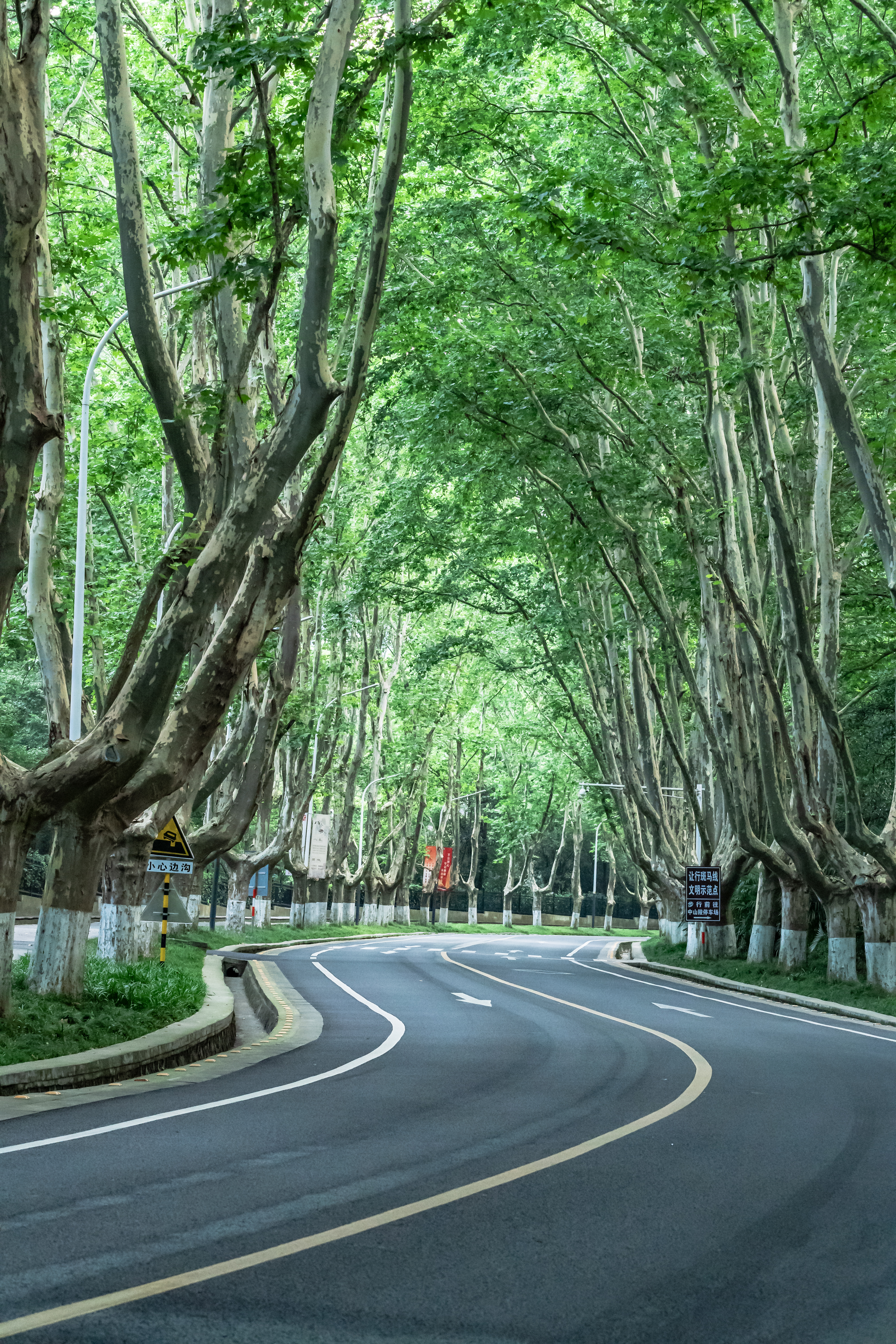 南京的梧桐树照片图片