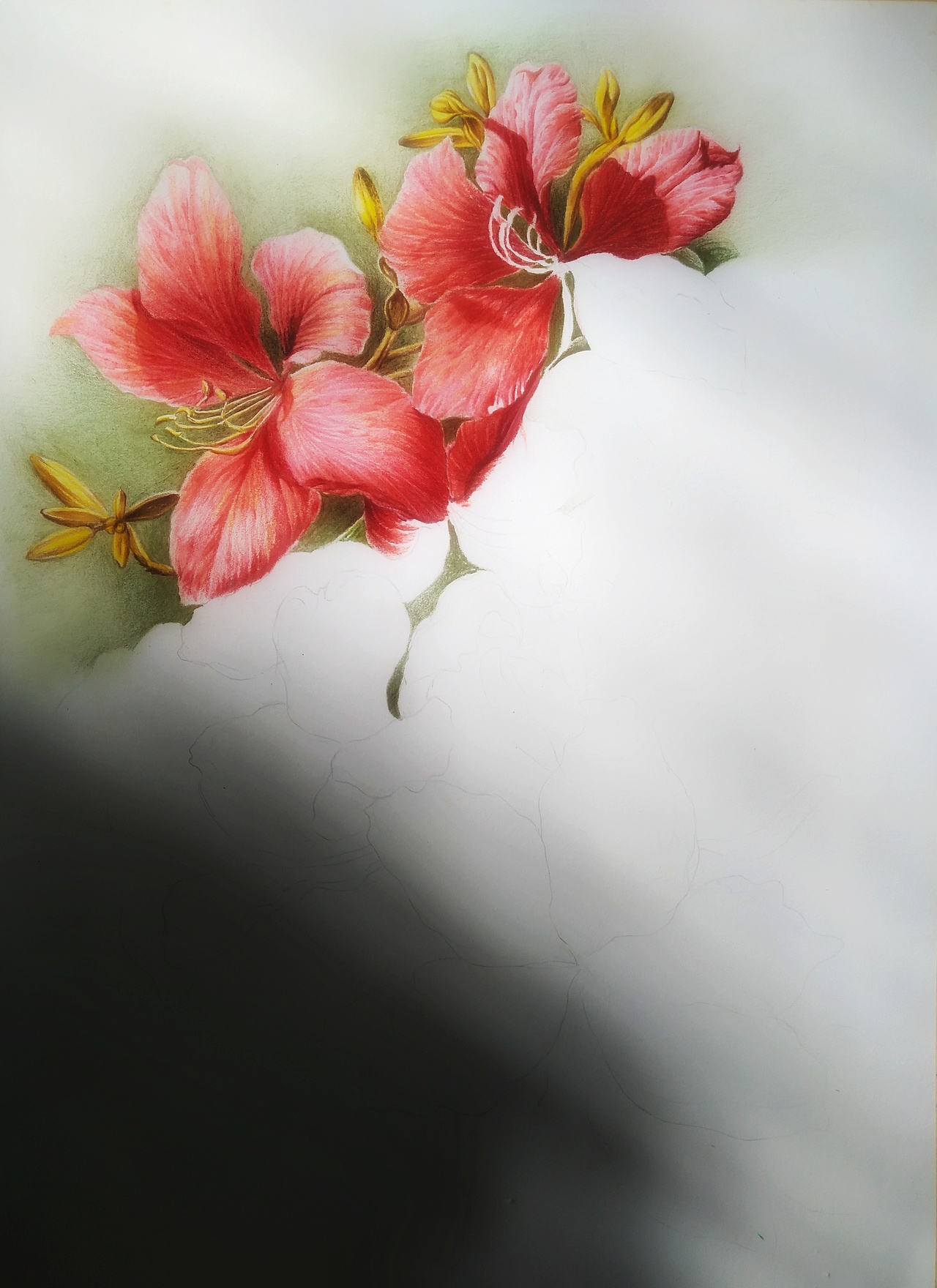 定制彩铅——《花》