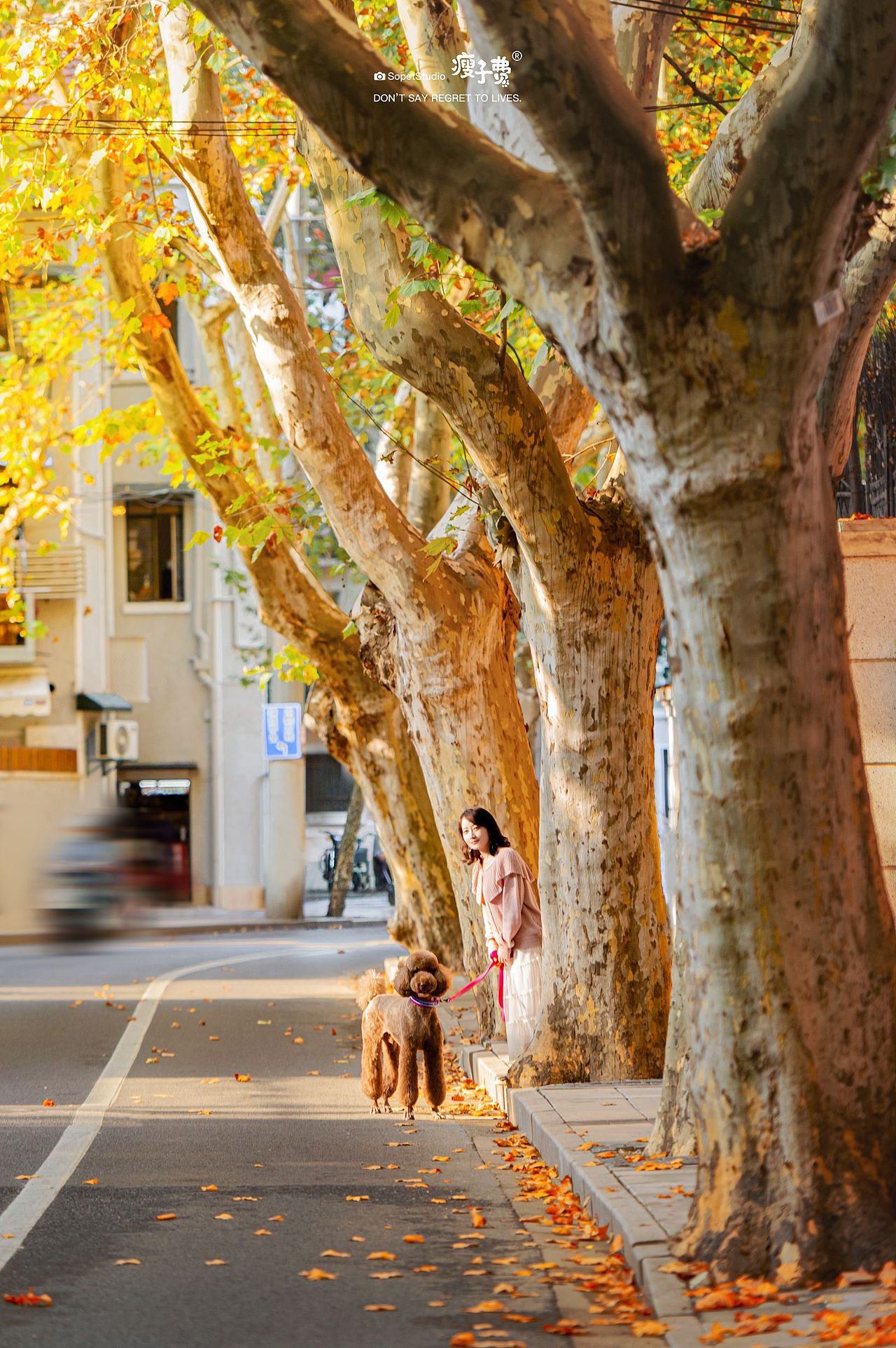 还记得武康大楼旁边的法国梧桐吗？（图ZMzI3NDI1Njg0） - 宠物摄影 - 站酷设计师宠物摄影师瘦子费原创素材 - 站酷ZCOOL