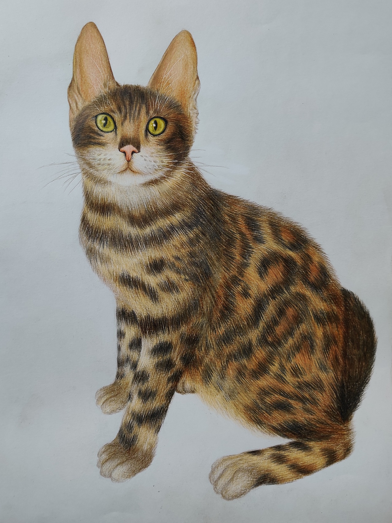 画猫_独行独行-站酷zcool