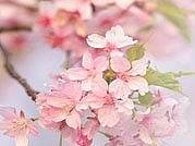 作业#花
