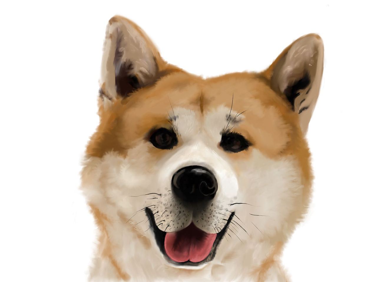 爱犬 秋田犬-七|插画|创作习作|z91421536 - 原创作品 - 站酷 (zcool)