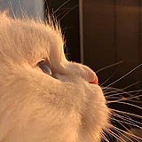 养生画画的枸杞的头像