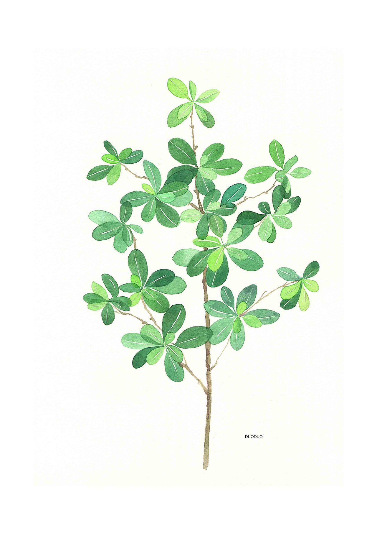 绿色植物|插画|创作习作|哆多_原创作品-站酷(zcool)