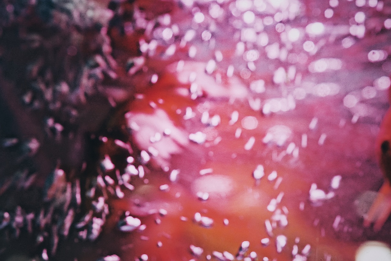 我不是你观赏的鱼（图ZNzY4MjY5NTY=） - 宠物摄影 - 站酷设计师崖鱼原创素材 - 站酷ZCOOL
