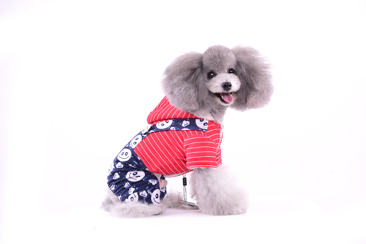 深圳宠物摄影-宠物服装拍摄