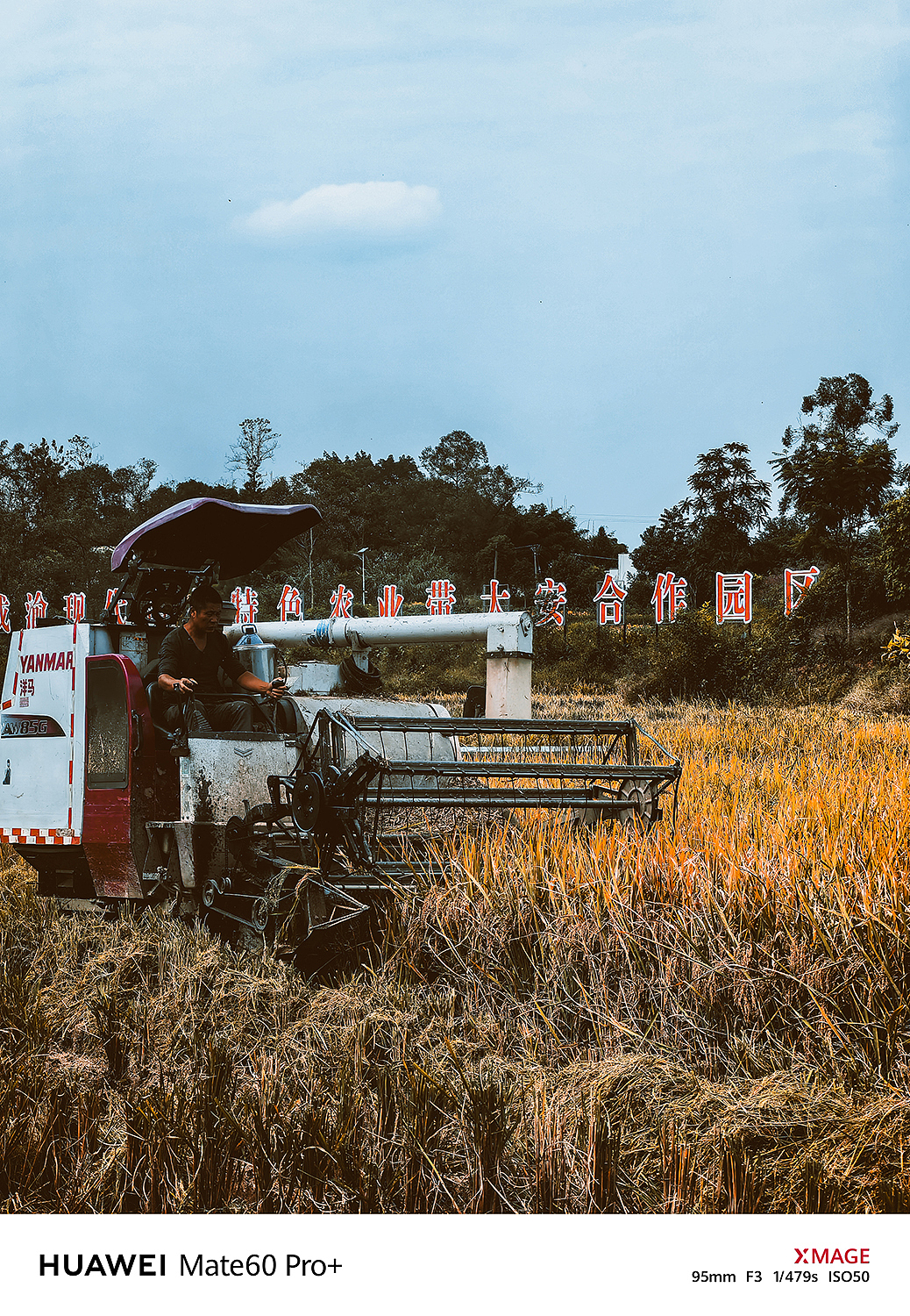 袁隆平是中国杂交水稻育种的奠基人