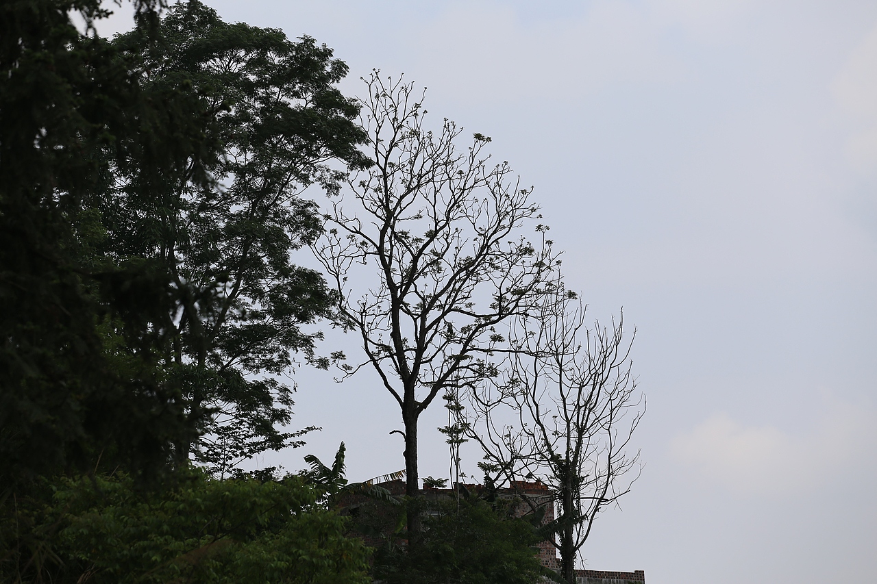 巴马/树 草（图ZODA1OTQxNzY=） - 风光摄影 - 站酷设计师bama547500原创素材 - 站酷ZCOOL