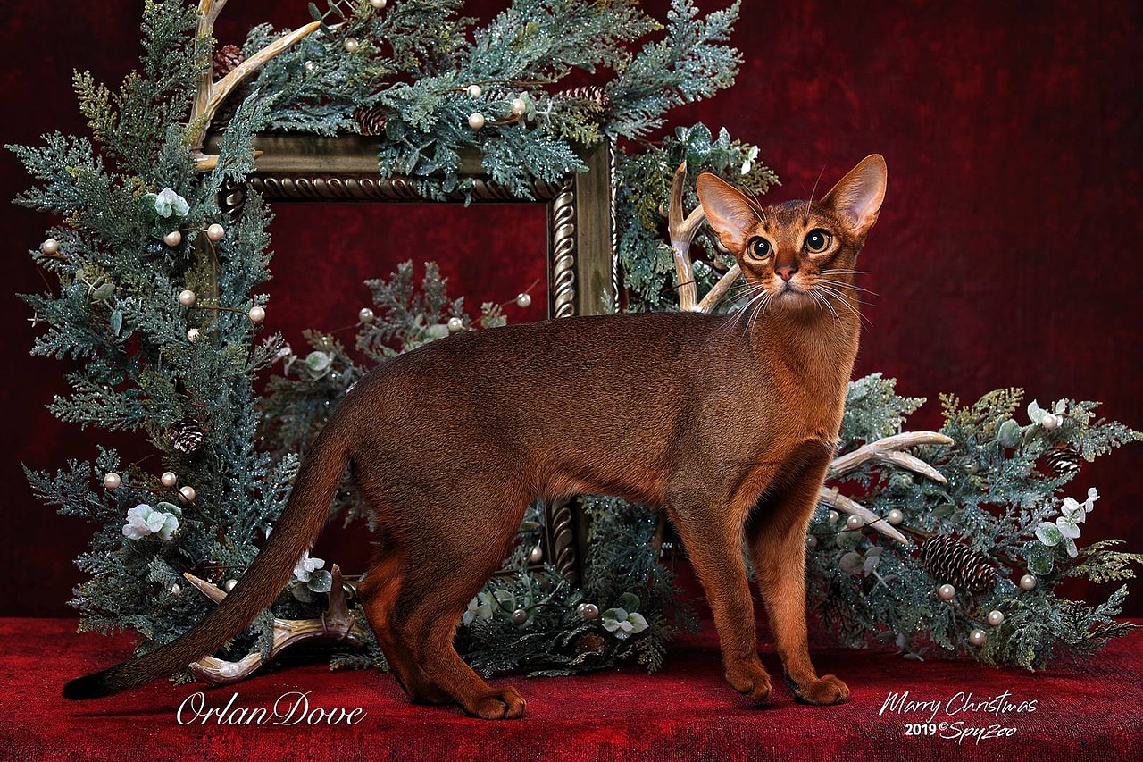 從聖誕拍到春節一個月中的貓賽拍攝（图ZMTkzODE5Mjc2） - 宠物摄影 - 站酷设计师spyzoo原创素材 - 站酷ZCOOL