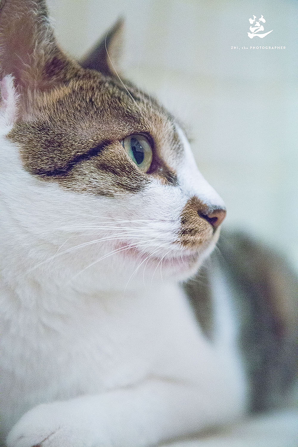 清新喵像·胖喵呜