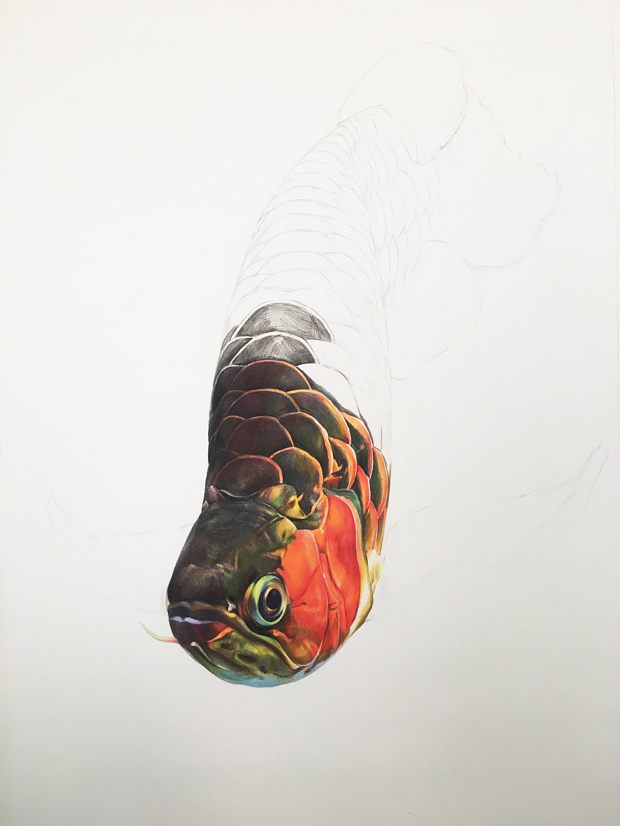 关于龙鱼的手绘彩铅画二