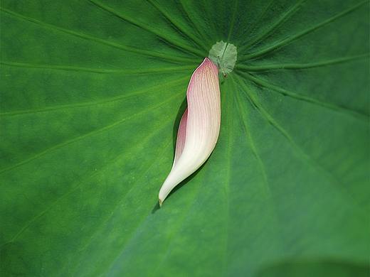 夏荷（个人主页-ZNDY0ODI4MzY=） - 风光摄影 - 站酷设计师绝版男神原创素材 - 站酷ZCOOL