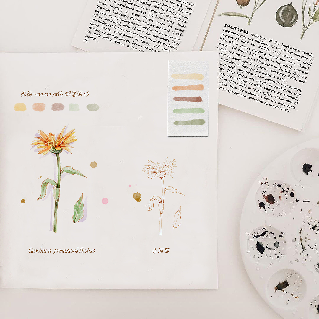 一组仿钢笔淡彩花卉插画