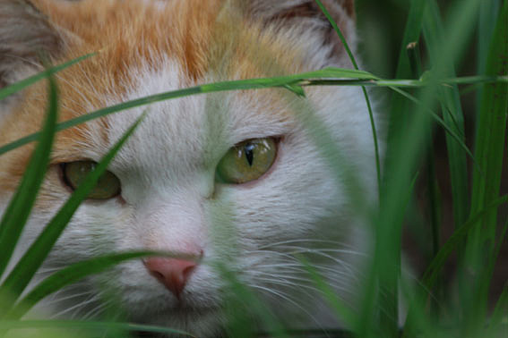 【摄影】那些它－猫－蝶－花（图ZNTkwNDYxNg==） - 风光摄影 - 站酷设计师naza原创素材 - 站酷ZCOOL