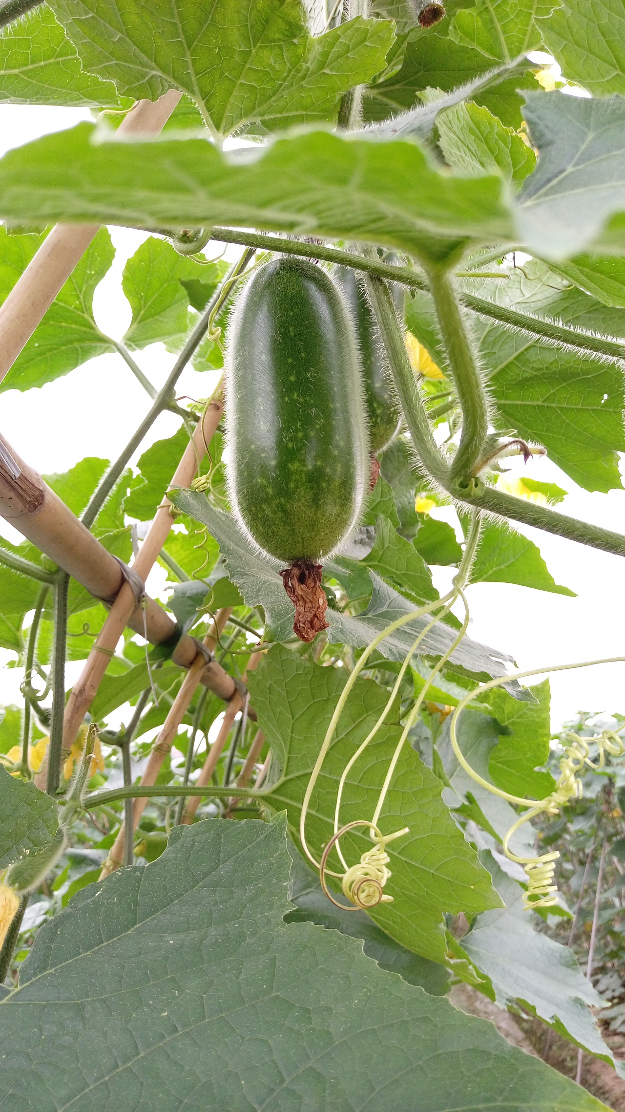 田园风光(毛瓜)