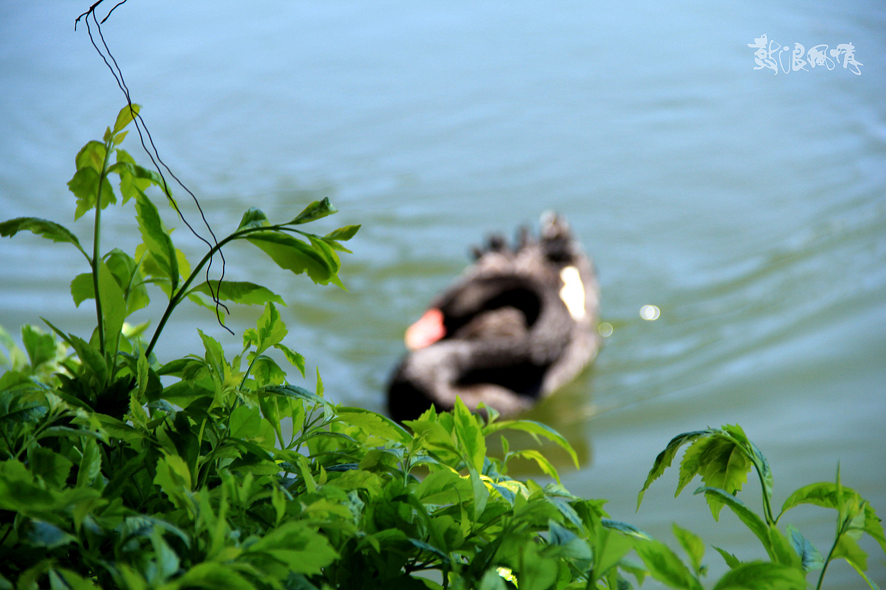 福建厦门-鼓浪风情（图ZMTA0Mjk5MTg0） - 风光摄影 - 站酷设计师莫莫摄影原创素材 - 站酷ZCOOL