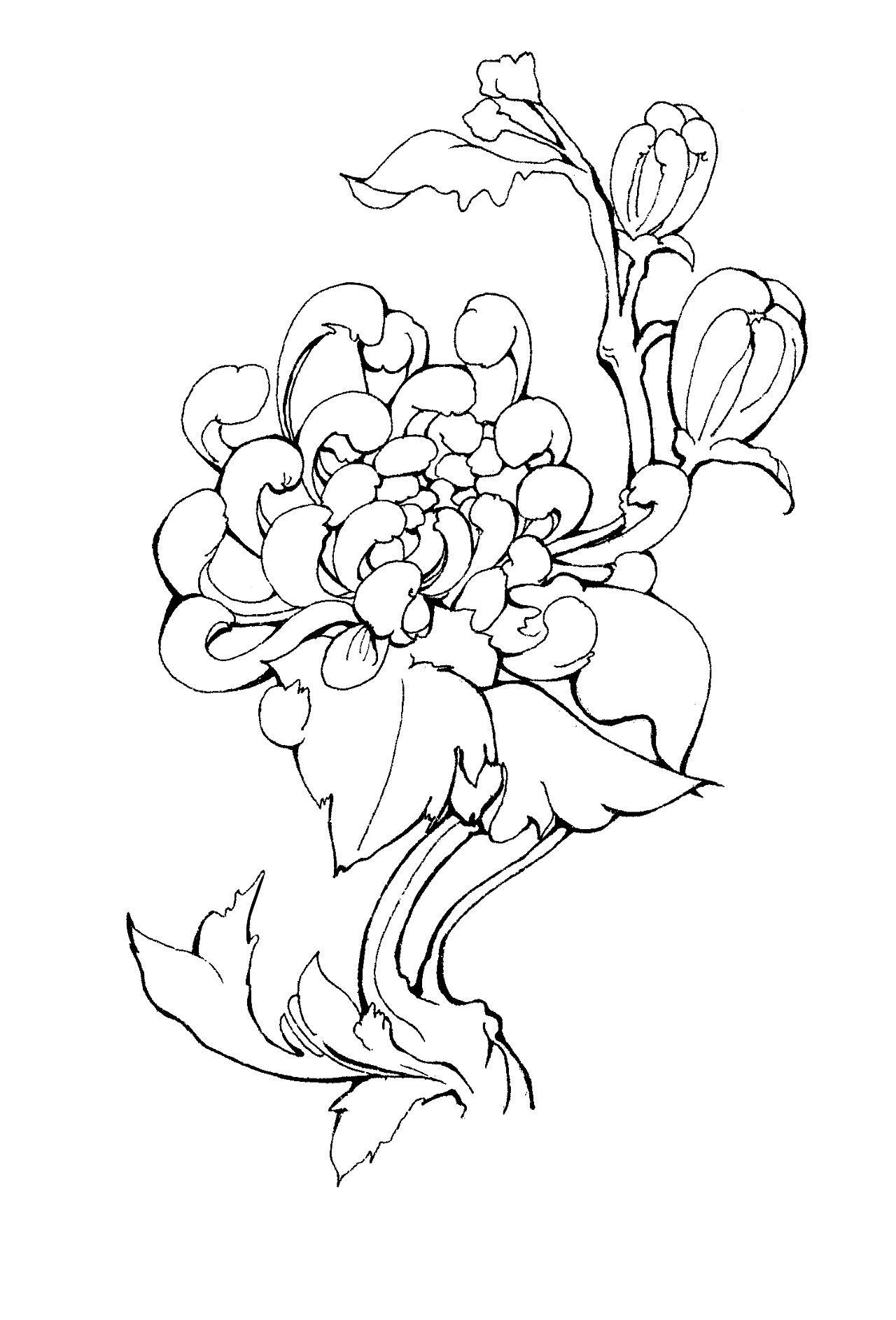 菊花画法手绘图片