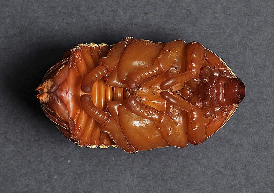 双叉犀金龟(母蛹) br>·我跟随我心中的战士而来 br>(蛹期大约一个月)