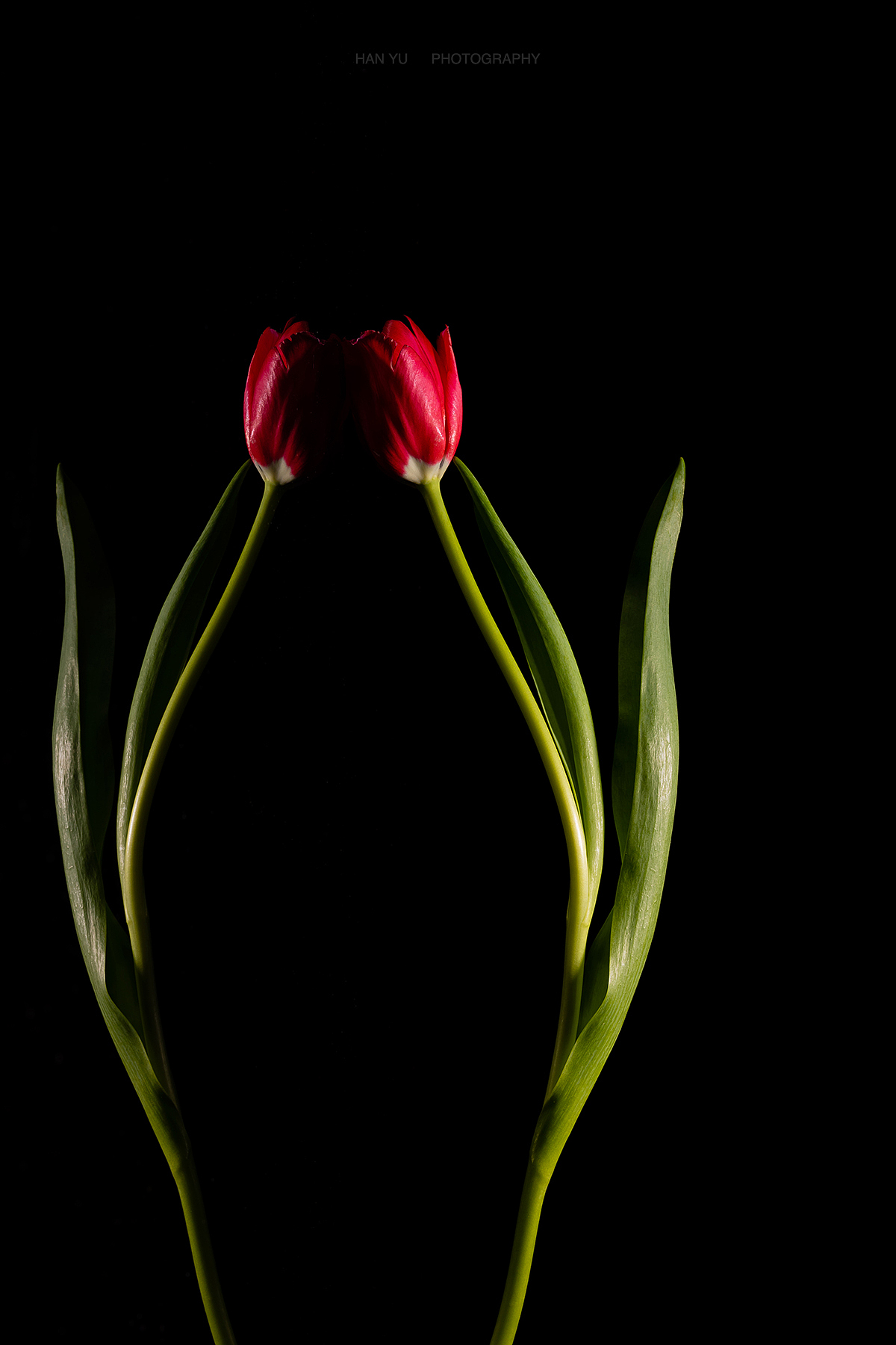 2021 | 送你一枝花