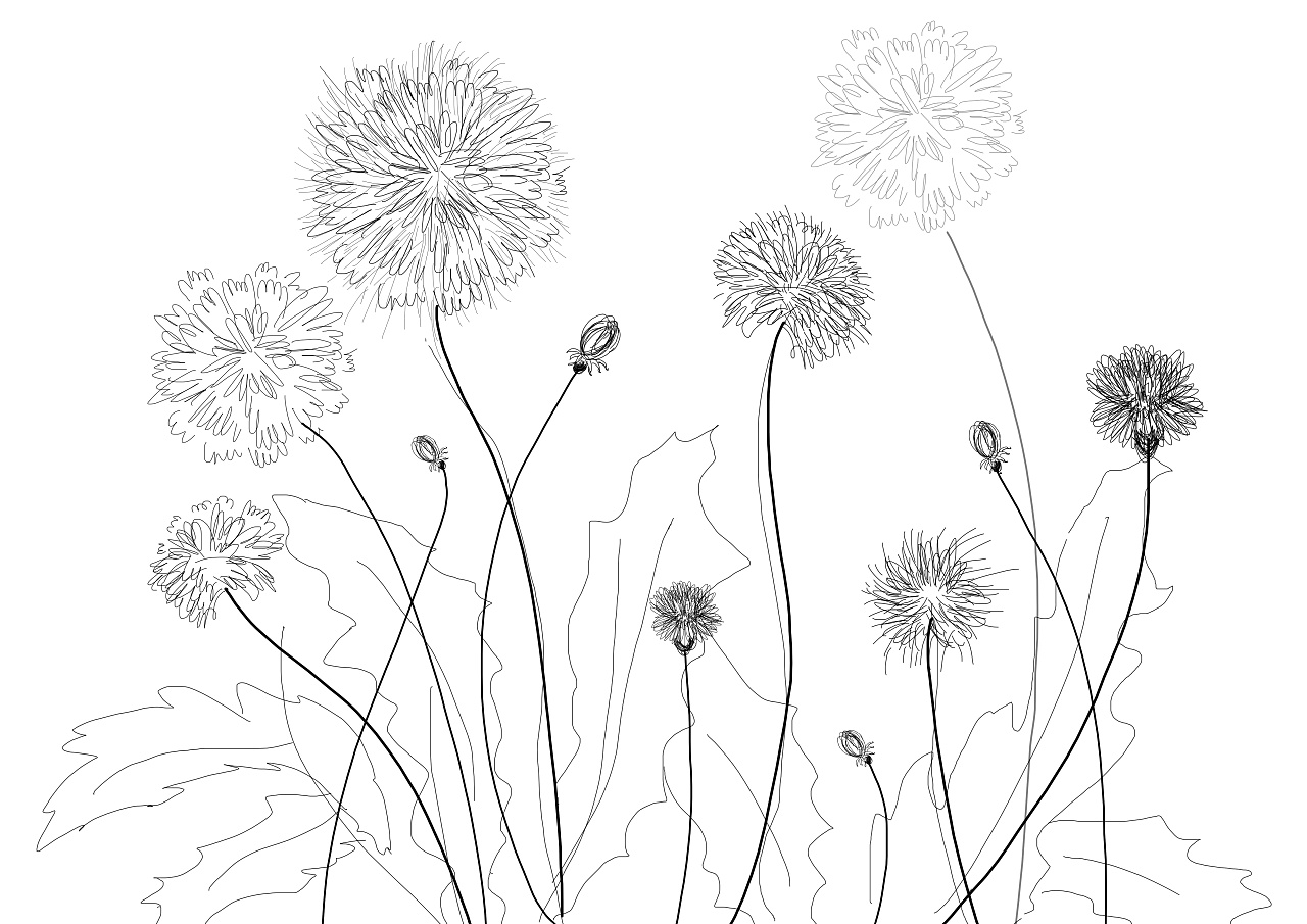 蒲公英、植物、花 - 免费可商用图片 - CC0素材网