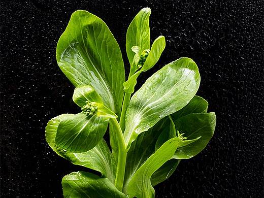 绿色美食蔬菜摄影 