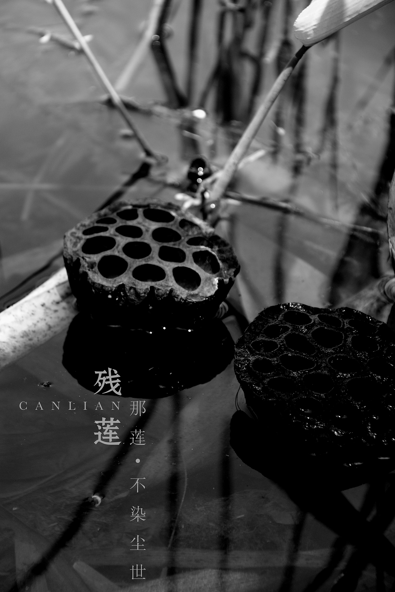 残莲-那莲（图ZNzU2Mzk5NDQ=） - 产品摄影 - 站酷设计师马鹏原创素材 - 站酷ZCOOL