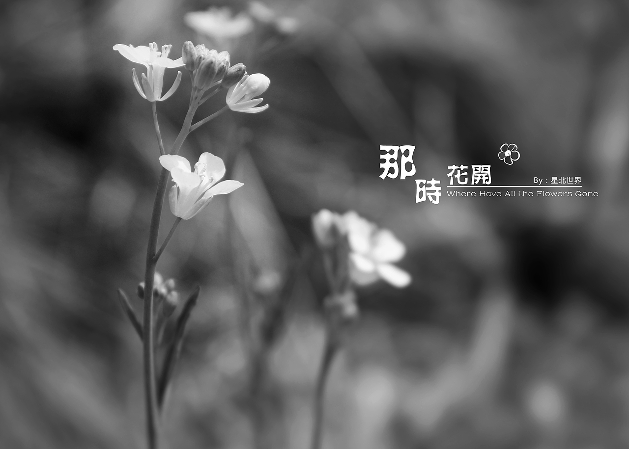未闻花名——那时花开（二）（图ZNzQ4OTAzMDQ=） - 修图/后期 - 站酷设计师星北世界原创素材 - 站酷ZCOOL
