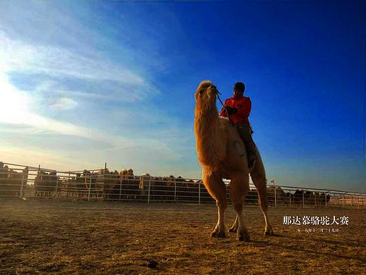 手机拍摄那达慕骆驼大赛